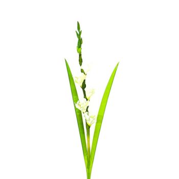 Gladiola White /Cod. 200-Sab063-10