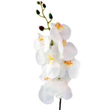Rama Orquidea Latex White /Cod. 200-M016-68