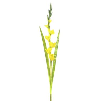 Gladiola Yellow /Cod. 200-Sab063-18