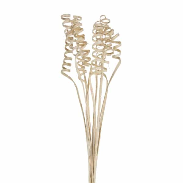 Ramo 10pcs Cane Cone Spring 45cm Bleached /cod. 710-10127-68 - Sol naciente