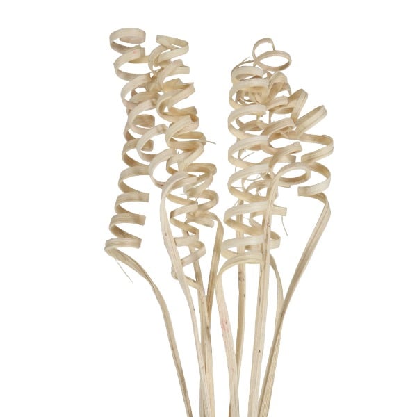 Ramo 10pcs Cane Cone Spring 45cm Bleached /cod. 710-10127-68 - Sol naciente