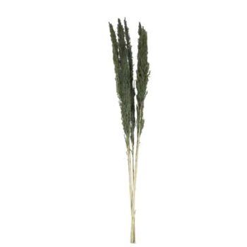 Pampa 85Cm 5Pcs Ramo Mud Green /Cod. 710-10393-Min