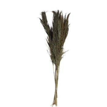 Pampas Wooly 9Pcs 70Cm Mud Green /Cod. 710-10395-Min