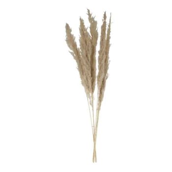 Pampa 85Cm 5Pcs Ramo Natural /Cod. 710-10393-00