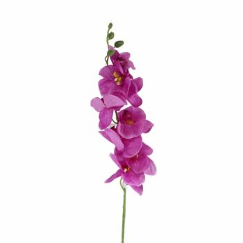 Orquídea de Seda