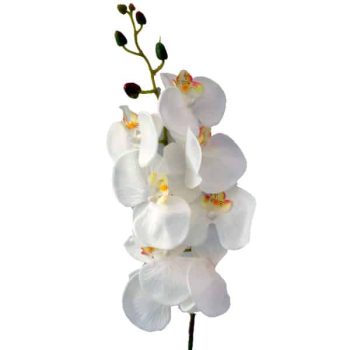 Orquidea Ivory /cod. 100-or-02