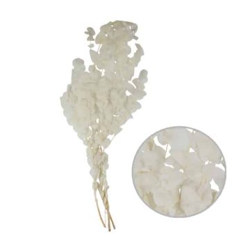 Ramo Follaje Seco 80Gramos 60Cm White /COD. 773-0020-30-68
