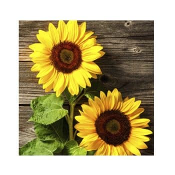 Paquete Servilletas 20U 33X33Cm Girasoles /Cod. 192-193633