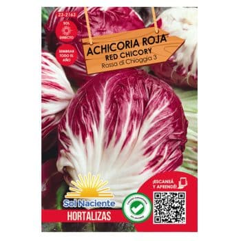 Semillas Achicoria Roja Radicchio (Rossa Di Chioggia) #2163 /Cod. 23-2163