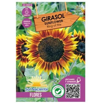 Semillas Girasol Anillo De Fuego (Ring Of Fire) #80814 /Cod. 23-80814