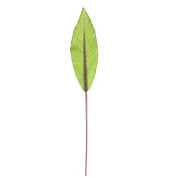 Hoja Grande Alargada Green Red /COD. 200-SA42V