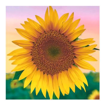 Paquete Servilletas Girasol Toda Ocasión /Cod. 192-209970