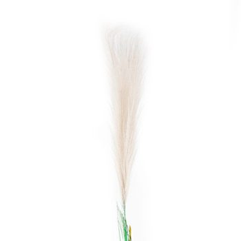 Pick Pampa White /Cod. 200-64895-68