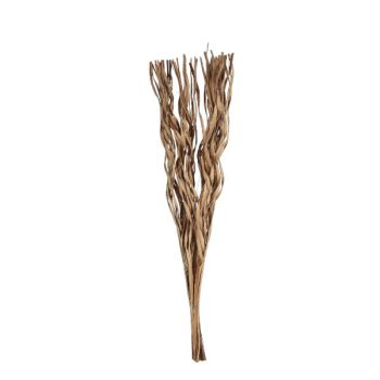 Follaje De Coco 10Pcs Natural /Cod. 710-10221-00