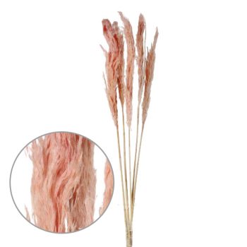 Ramo De 5 Pampas 80Cm Lt Orange /Cod. 773-0020-1-15L