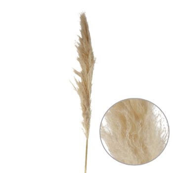 Pampa 130cm Natural /cod. 773-0020-15-00