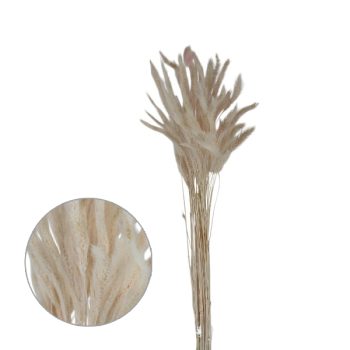 Follaje Seco Manojo Espiga Suave Peach 60Cm /Cod. 773-002025-26
