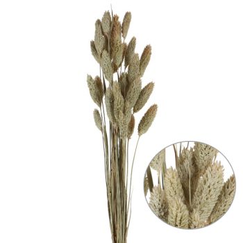 Follaje Seco Vara Espiga Ancha Natural 60Cm /Cod. 773-002025-45