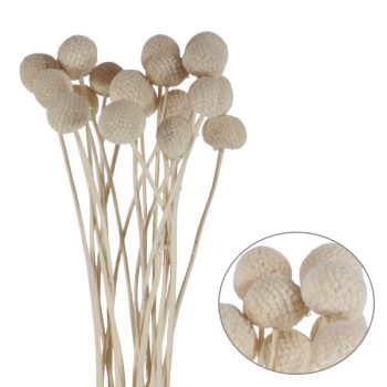 Follaje Seco Ramas Con Flor Tipo Boton White 60Cm /Cod. 773-002025-58
