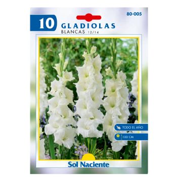 Paquete 10 Bulbos Gladiola Blanca 12/14 /Cod. 80-005