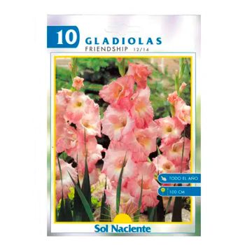 Paquete 10 Bulbos Gladiola Rosada 12/14 /cod. 80-013