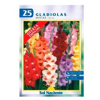 Oferta Paquete 25 Bulbos Gladiola Colores Mixtos 12/14 /cod. 80-018