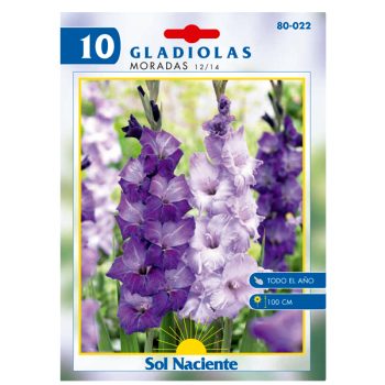 Paquete 10 Bulbos Gladiola Morada 12/14 /Cod. 80-022