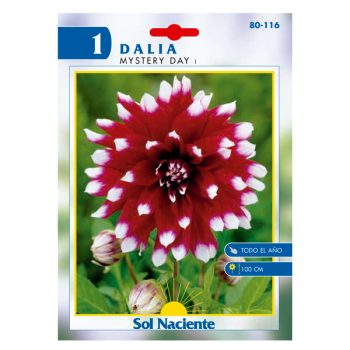 Bulbo Dalia Mystery Day Granel /cod. 80-116