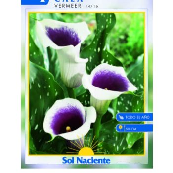 Paquete 1 Bulbo Cala Vermeer 14/16 /cod. 80-316