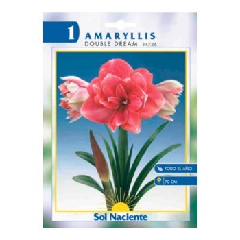 Paquete 1 Bulbo Amaryllis Double Dream 24/26 /cod. 80-440