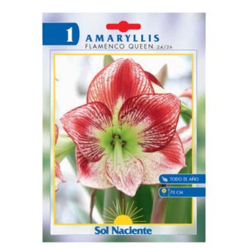 Paquete 1 Bulbo Amaryllis Flamenco Queen 24/26 /cod. 80-457