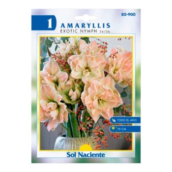 Paquete 1 Bulbo Amaryllis Exotic Nymph 24/26 /cod. 80-900