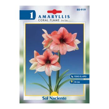 Paquete 1 Bulbo Amaryllis Coral Flame 24/26 /cod. 80-919