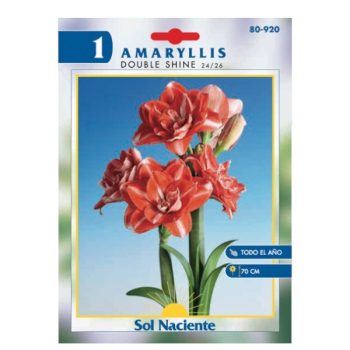 Paquete 1 Bulbo Amaryllis Double Shine 24/26 /cod. 80-920