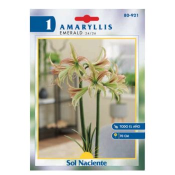 Paquete 1 Bulbo Amaryllis Emerald 24/26 /cod. 80-921