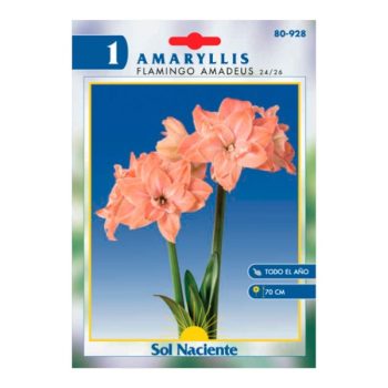 Paquete 1 Bulbo Amaryllis Flamingo Amadeus 24/26 /cod. 80-928