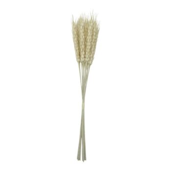 Amaranthus H: 50cm Natural /cod. 262-251294-00
