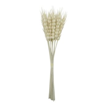 Amaranthus H: 33cm Natural /cod. 262-251295-00