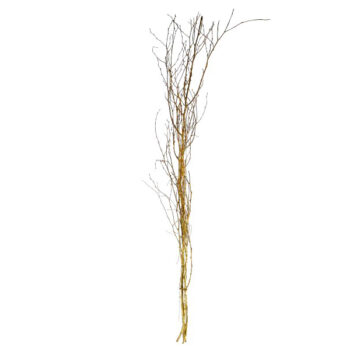 RAMO SECO GOLD GLITTER /COD. 754-HF24002-70